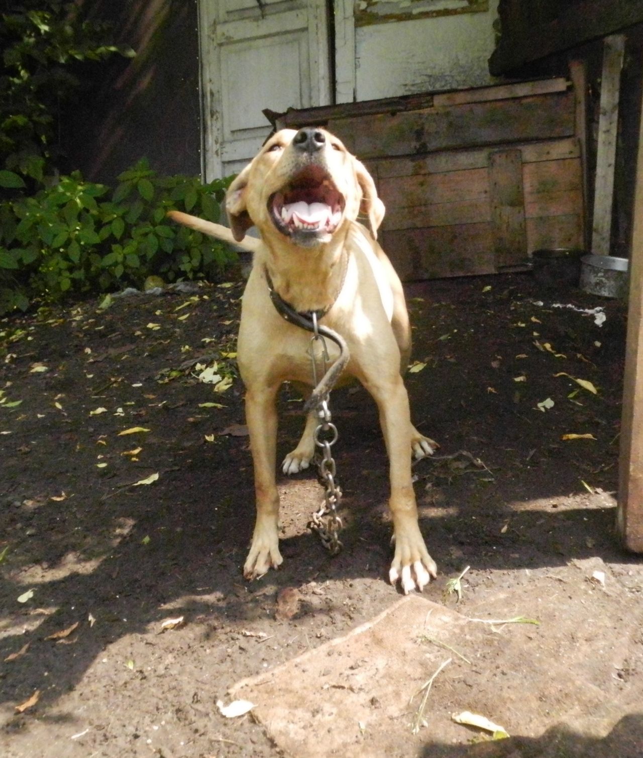 Photo of the dog