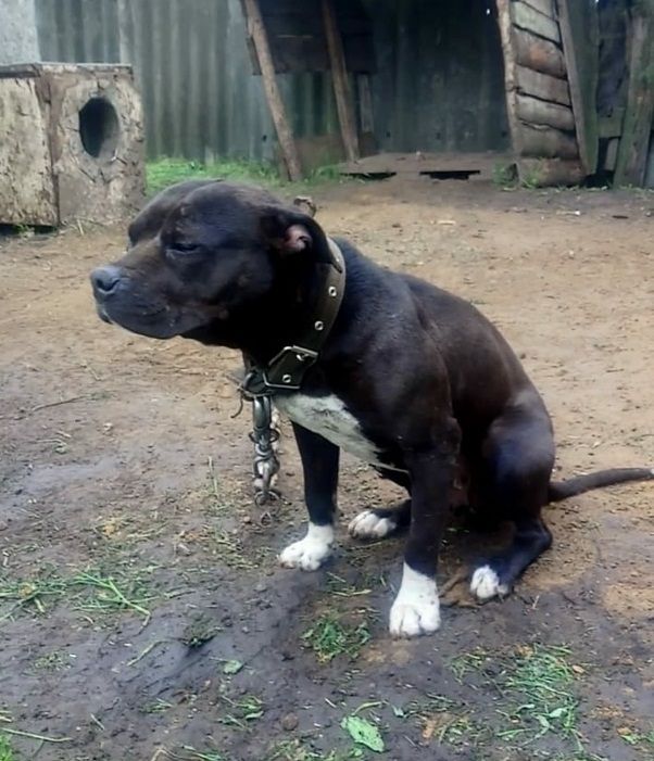 Photo of the dog