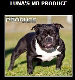 Photo of the dog