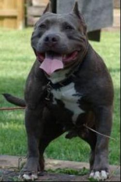 Photo of the dog