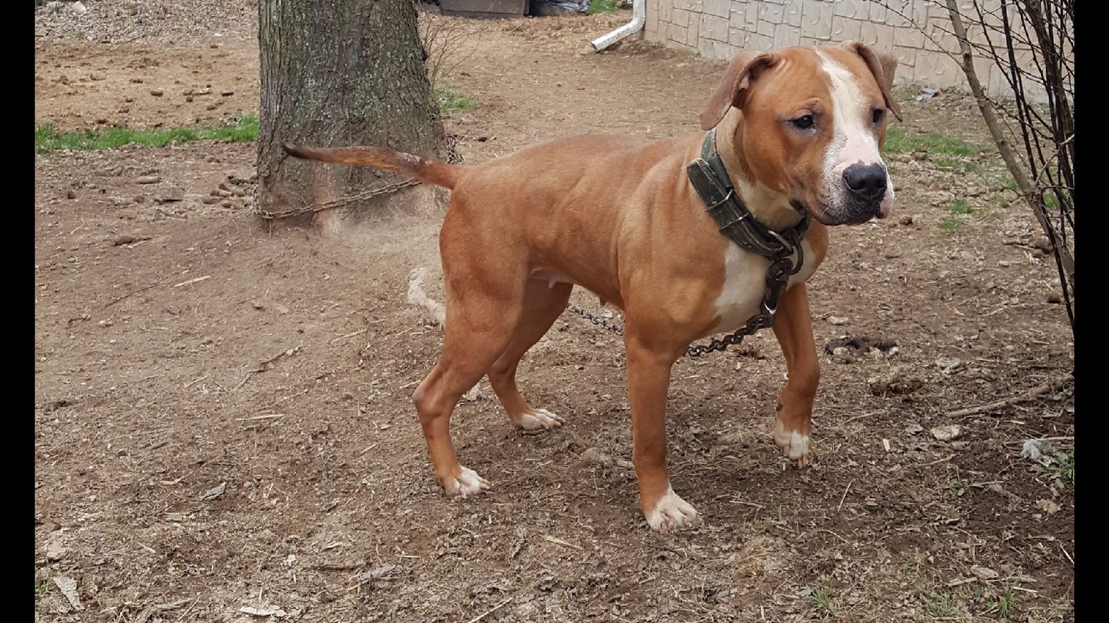 Photo of the dog