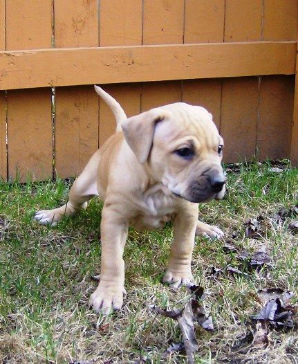 Photo of the dog