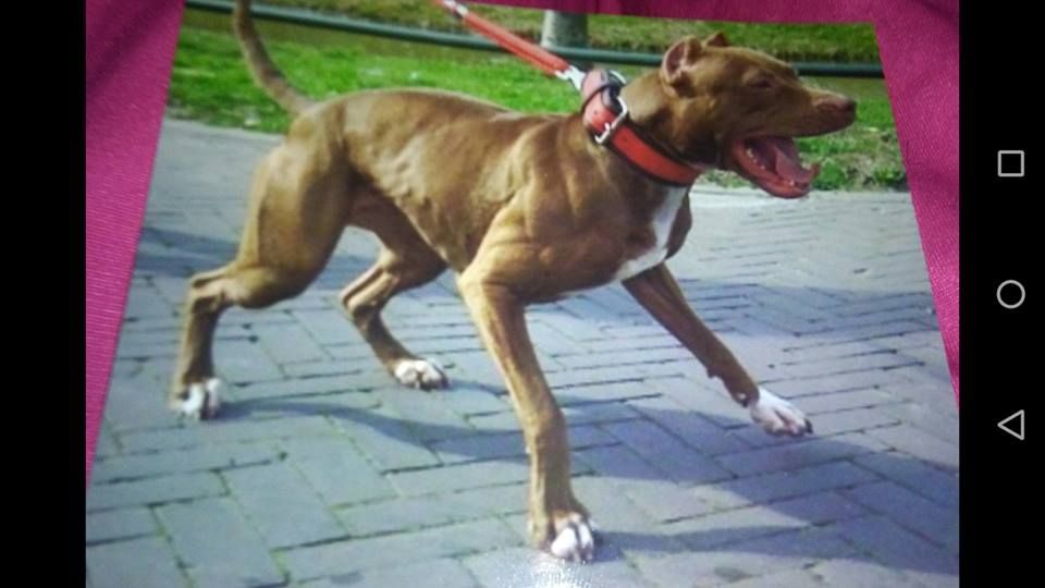 Photo of the dog
