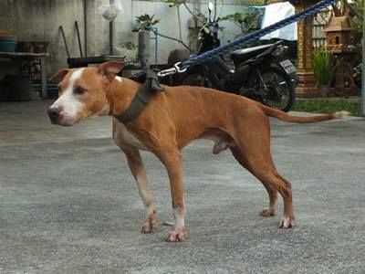 Photo of the dog