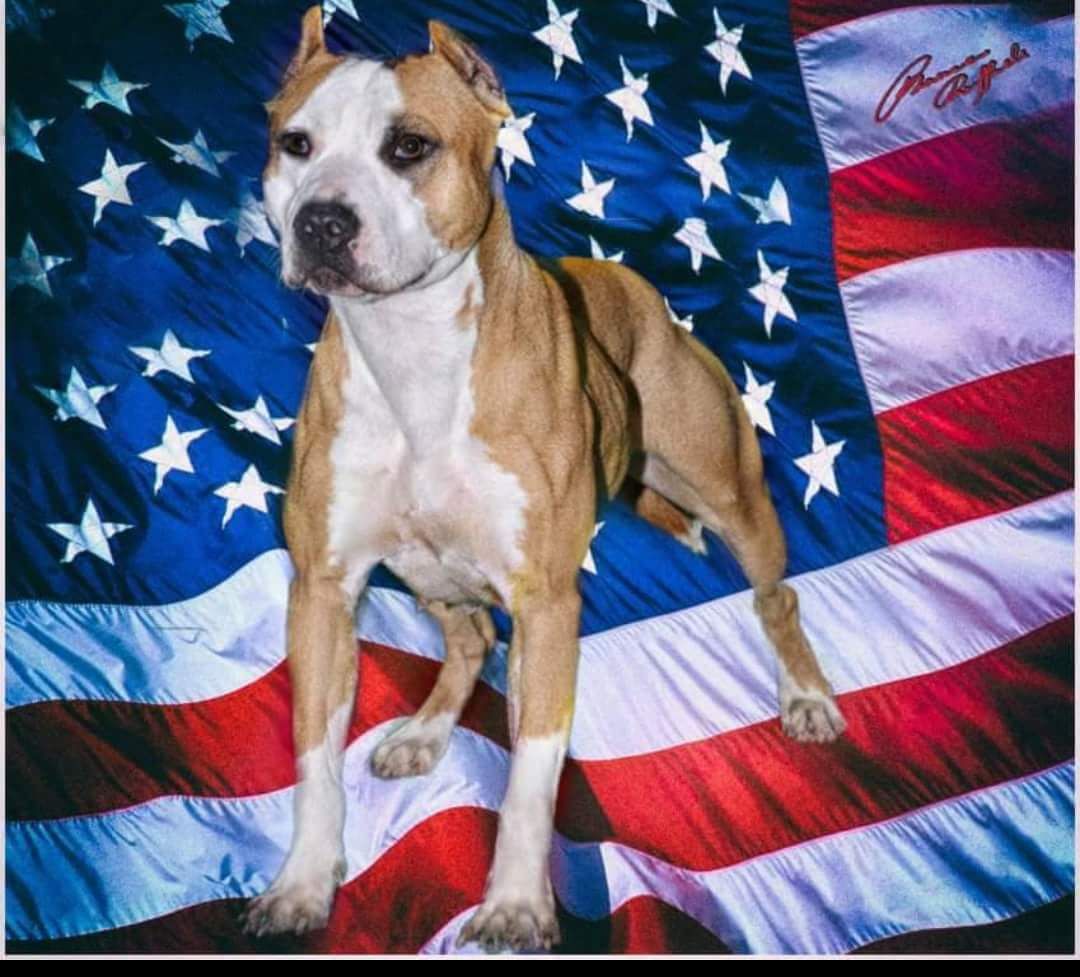 Photo of the dog