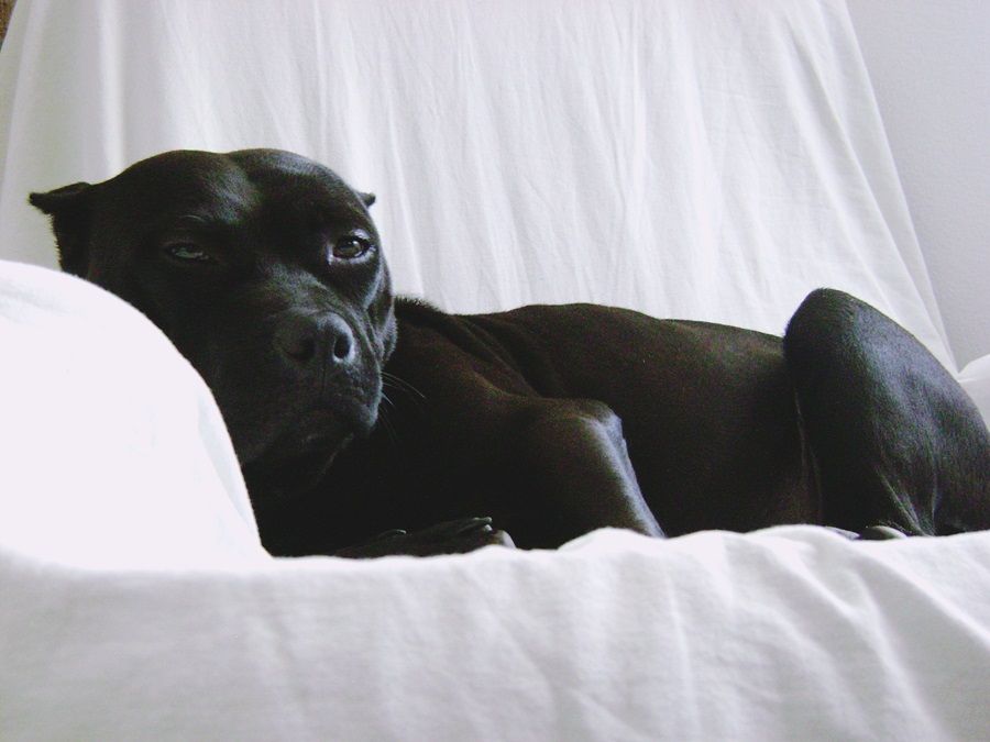 Photo of the dog