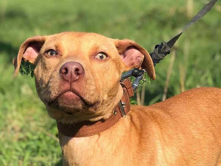 Photo of the dog