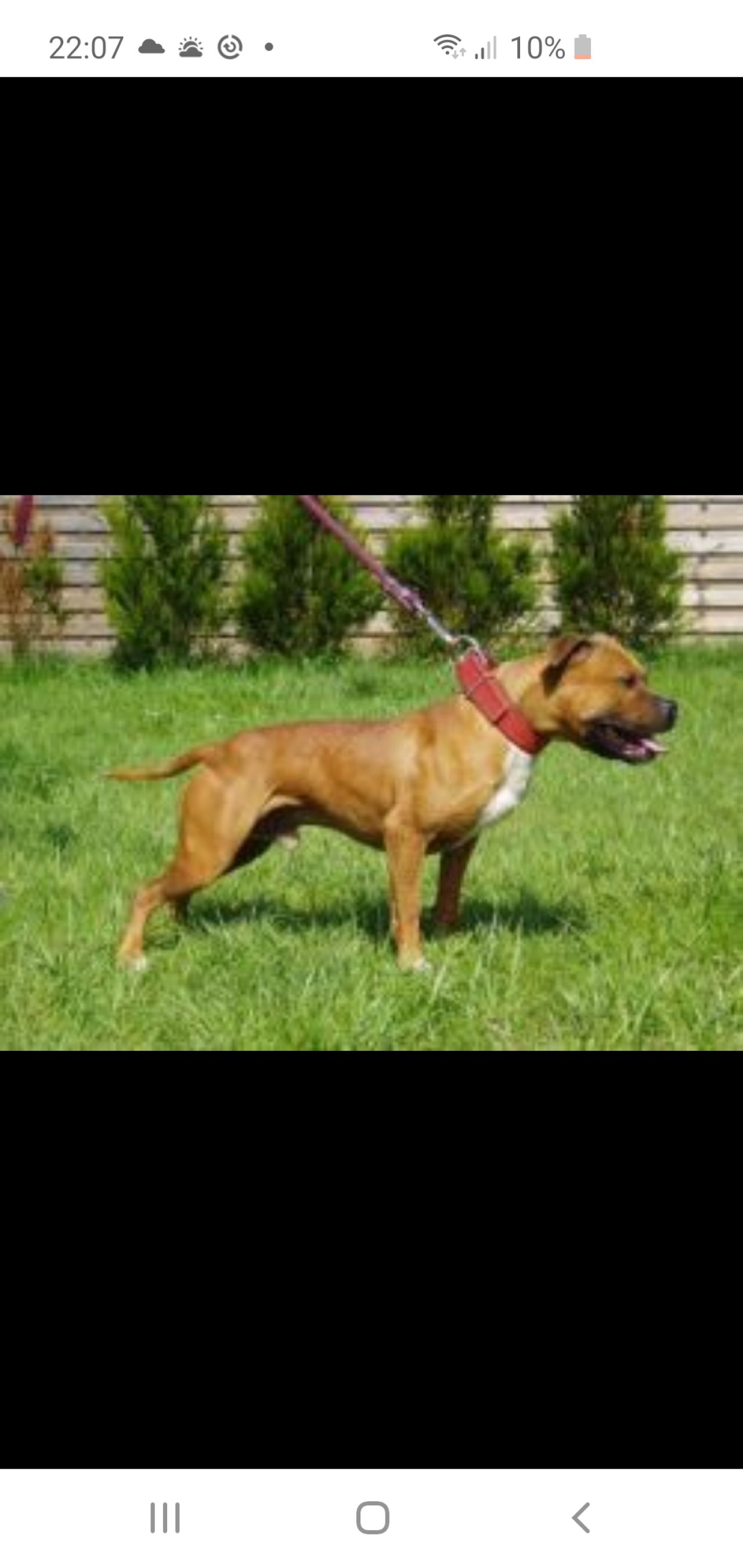 Photo of the dog