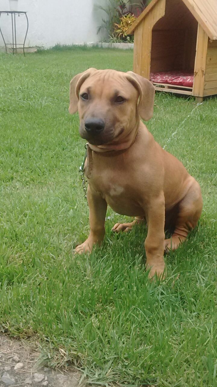 Photo of the dog
