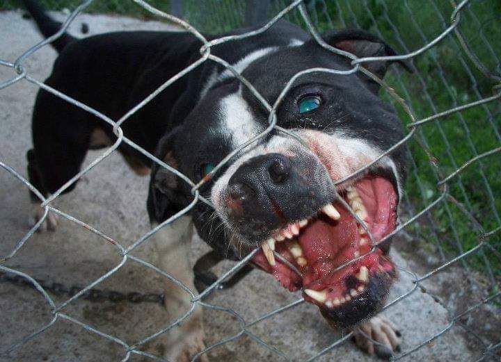 Photo of the dog
