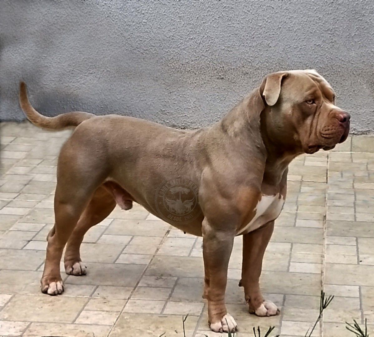 Photo of the dog