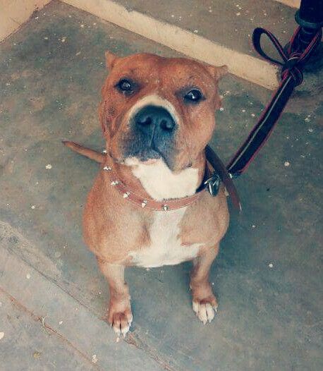 Photo of the dog