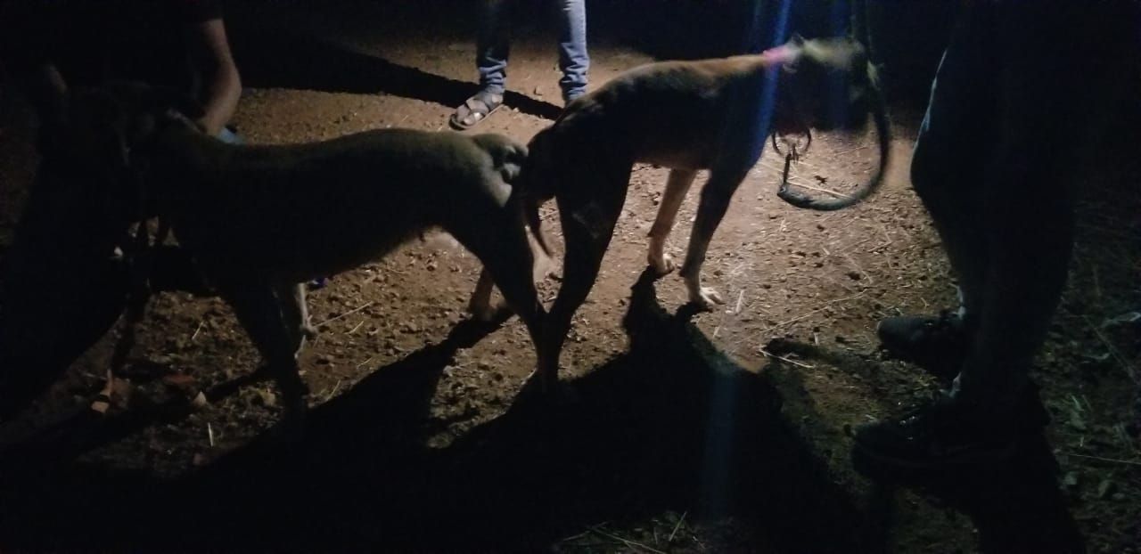 Photo of the dog