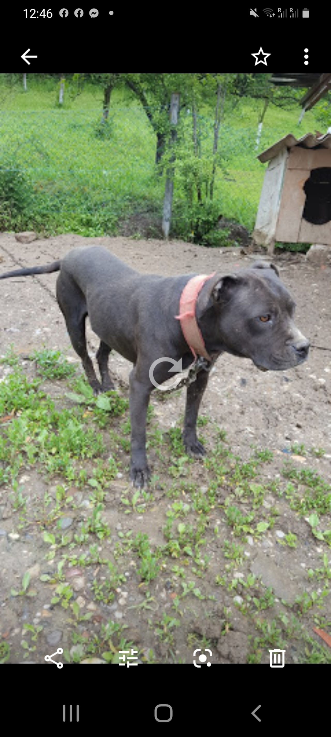 Photo of the dog