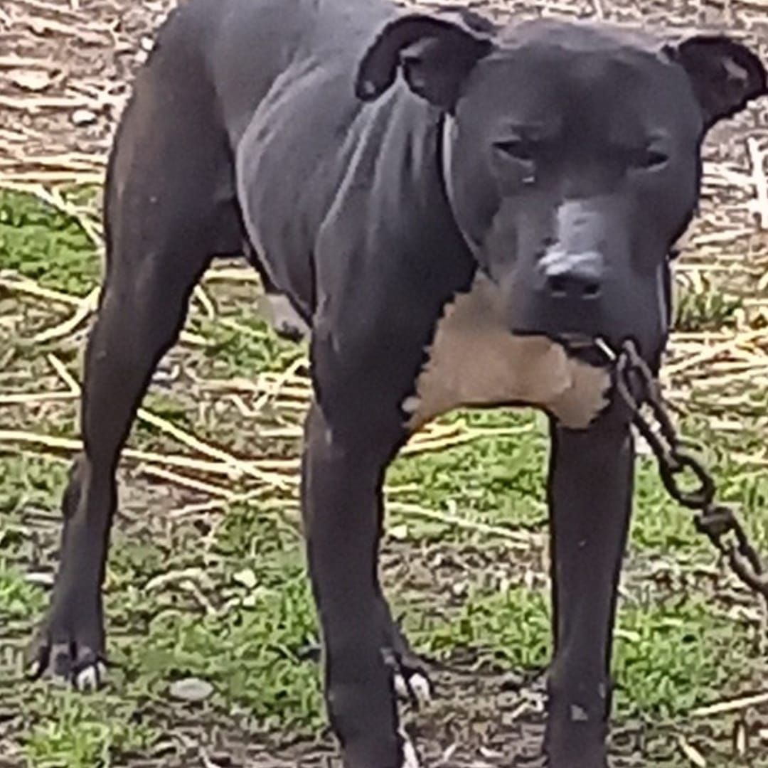 Photo of the dog