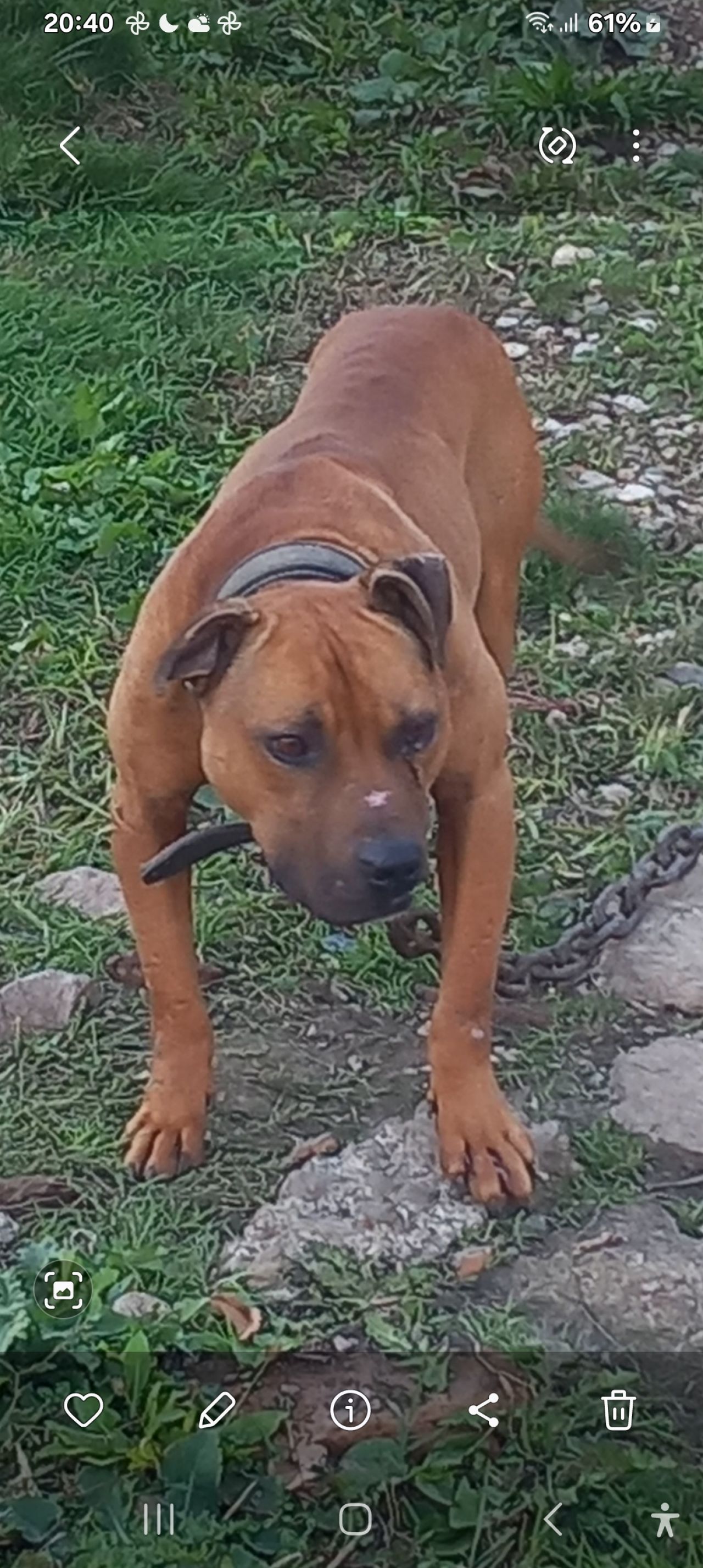 Photo of the dog