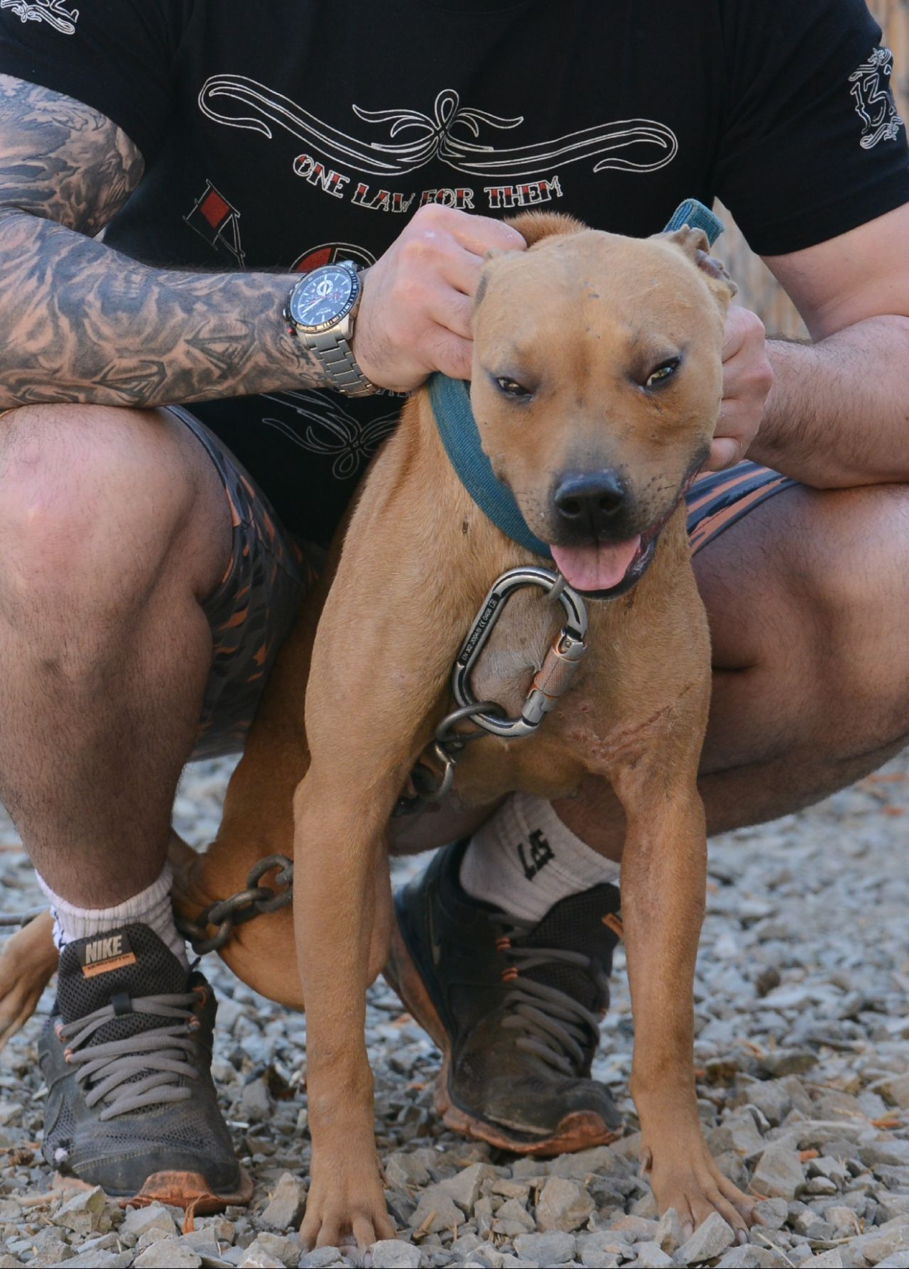 Photo of the dog