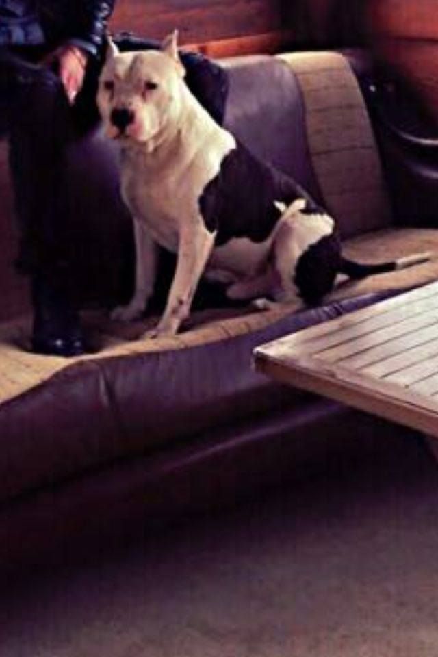Photo of the dog
