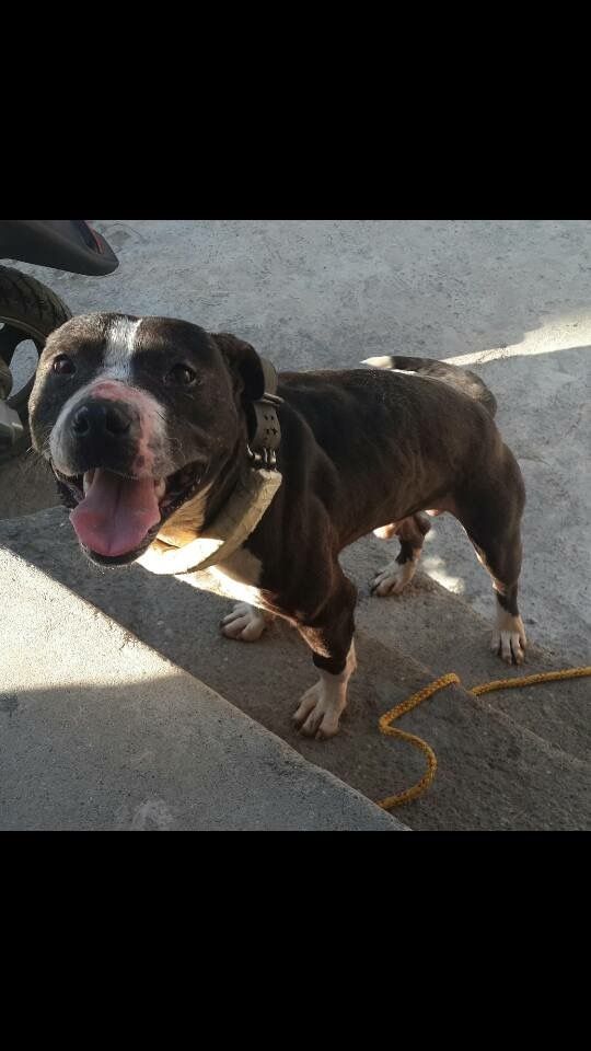 Photo of the dog