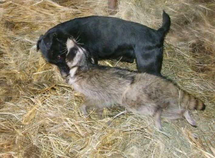 Photo of the dog