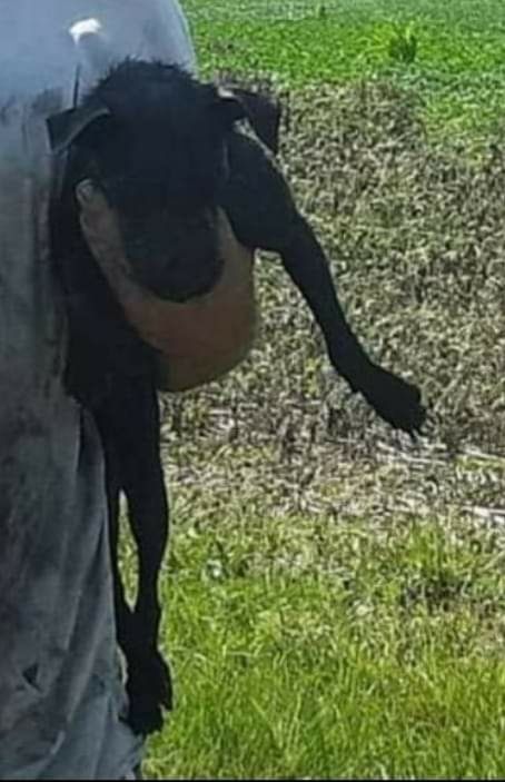 Photo of the dog