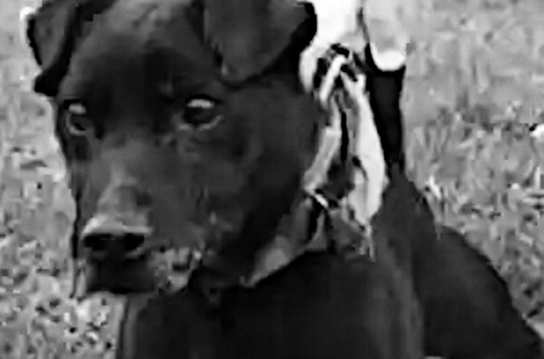Photo of the dog