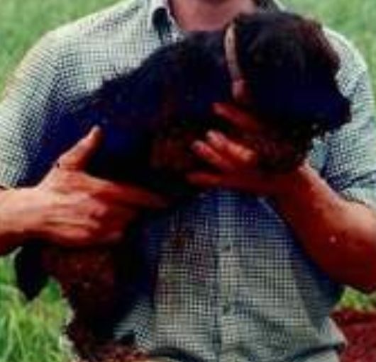 Photo of the dog