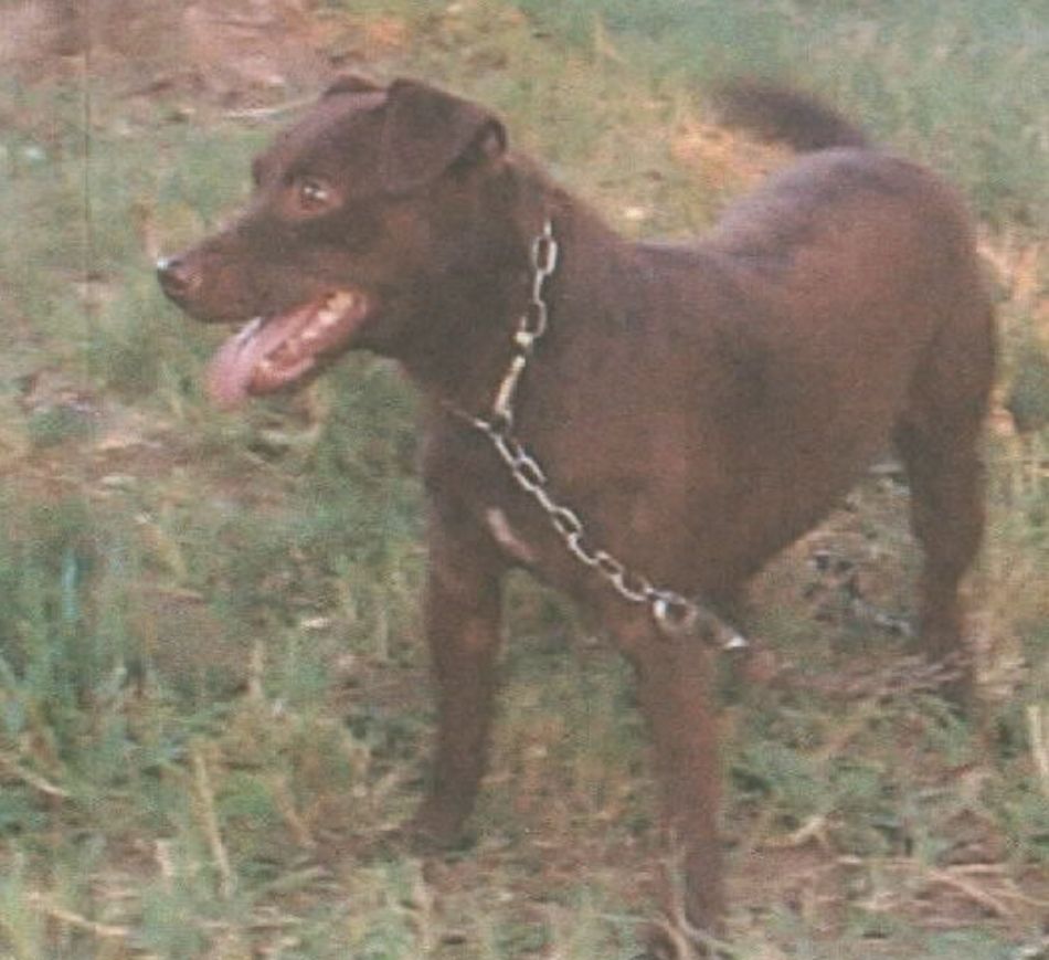 Photo of the dog