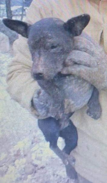 Photo of the dog
