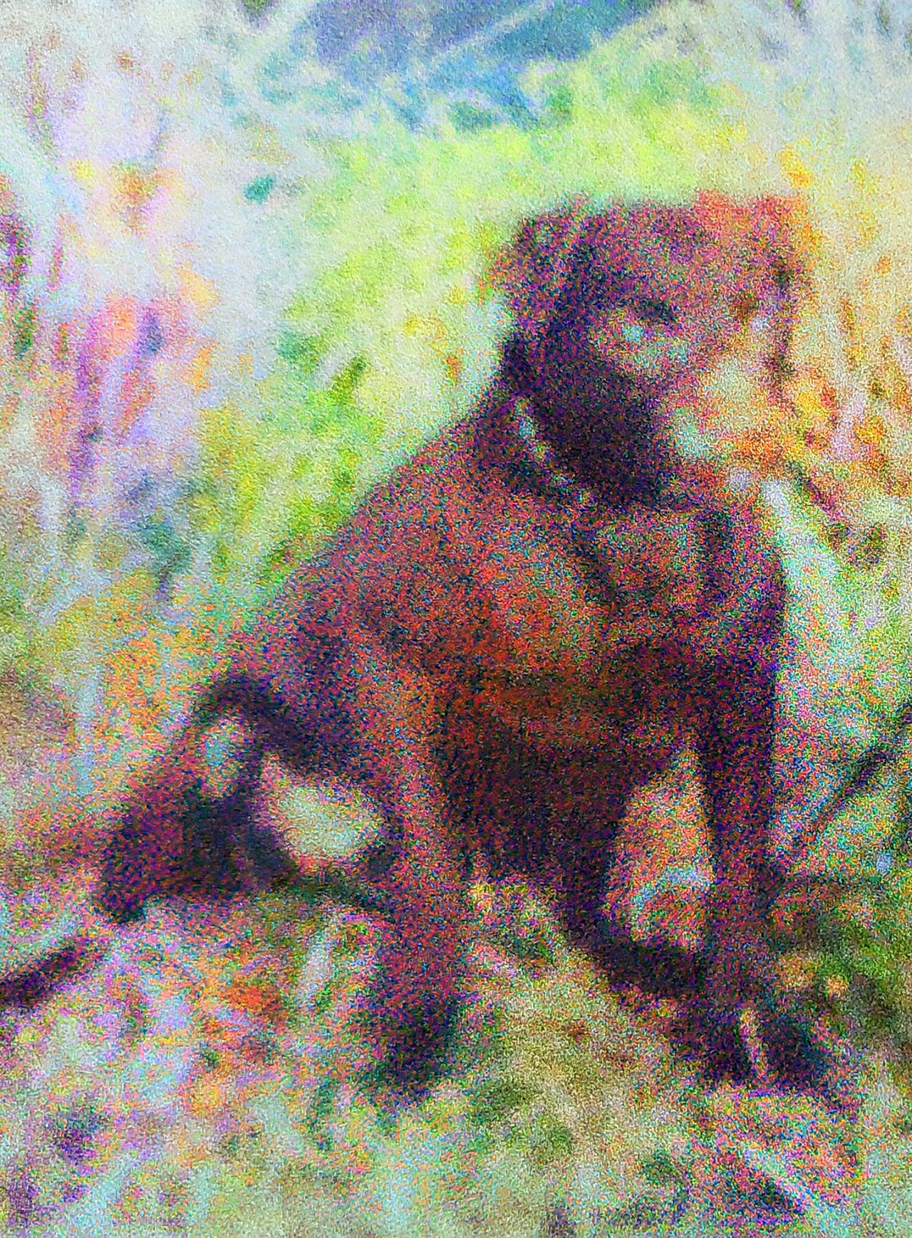 Photo of the dog