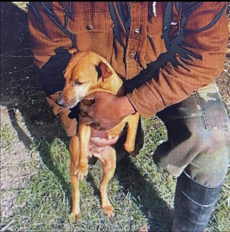 Photo of the dog