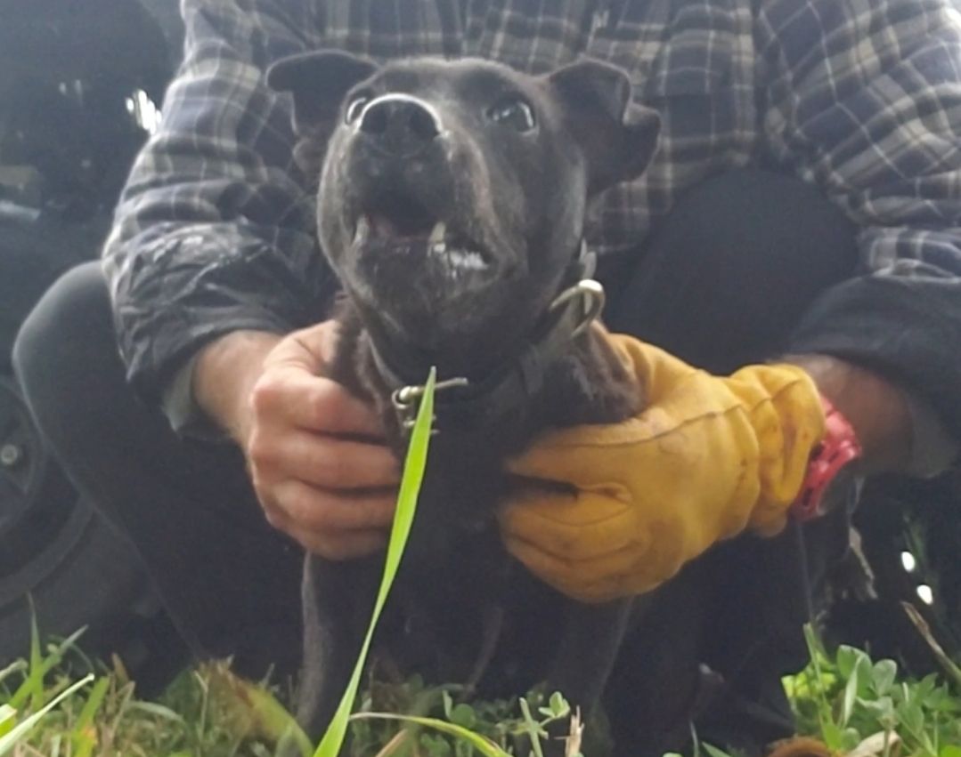 Photo of the dog