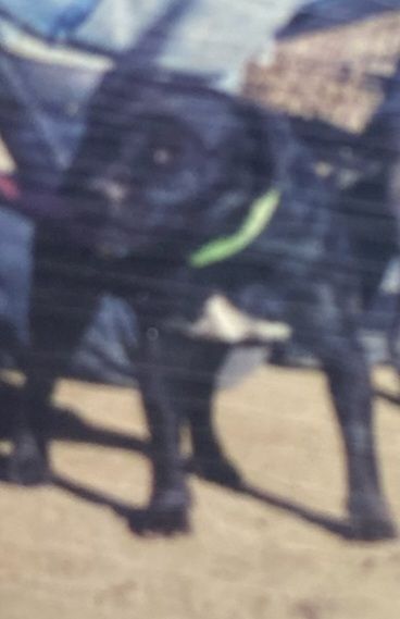 Photo of the dog