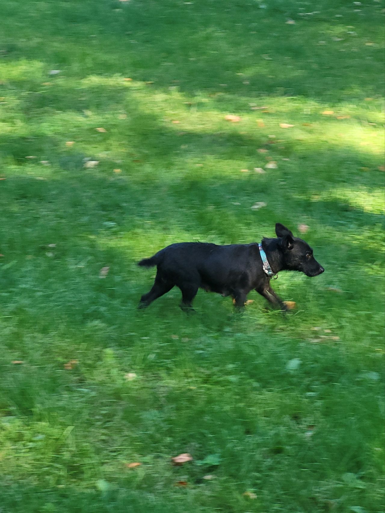 Photo of the dog