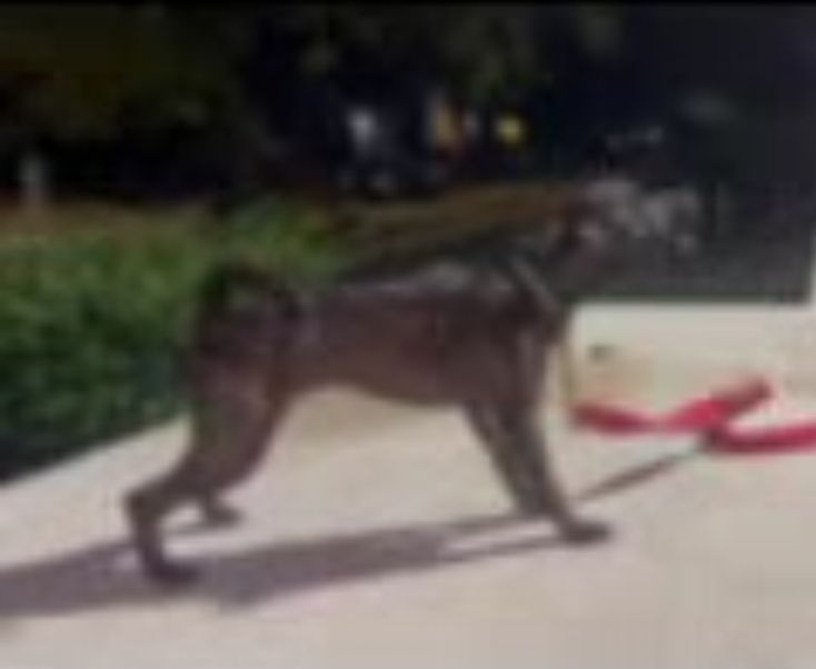 Photo of the dog