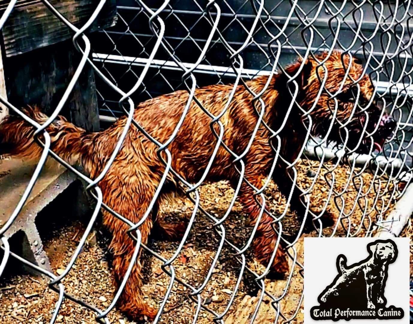 Photo of the dog