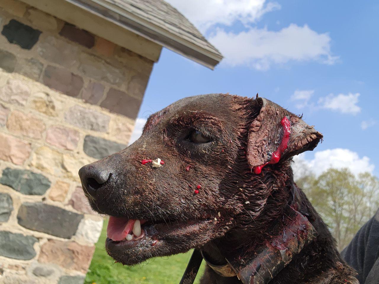 Photo of the dog