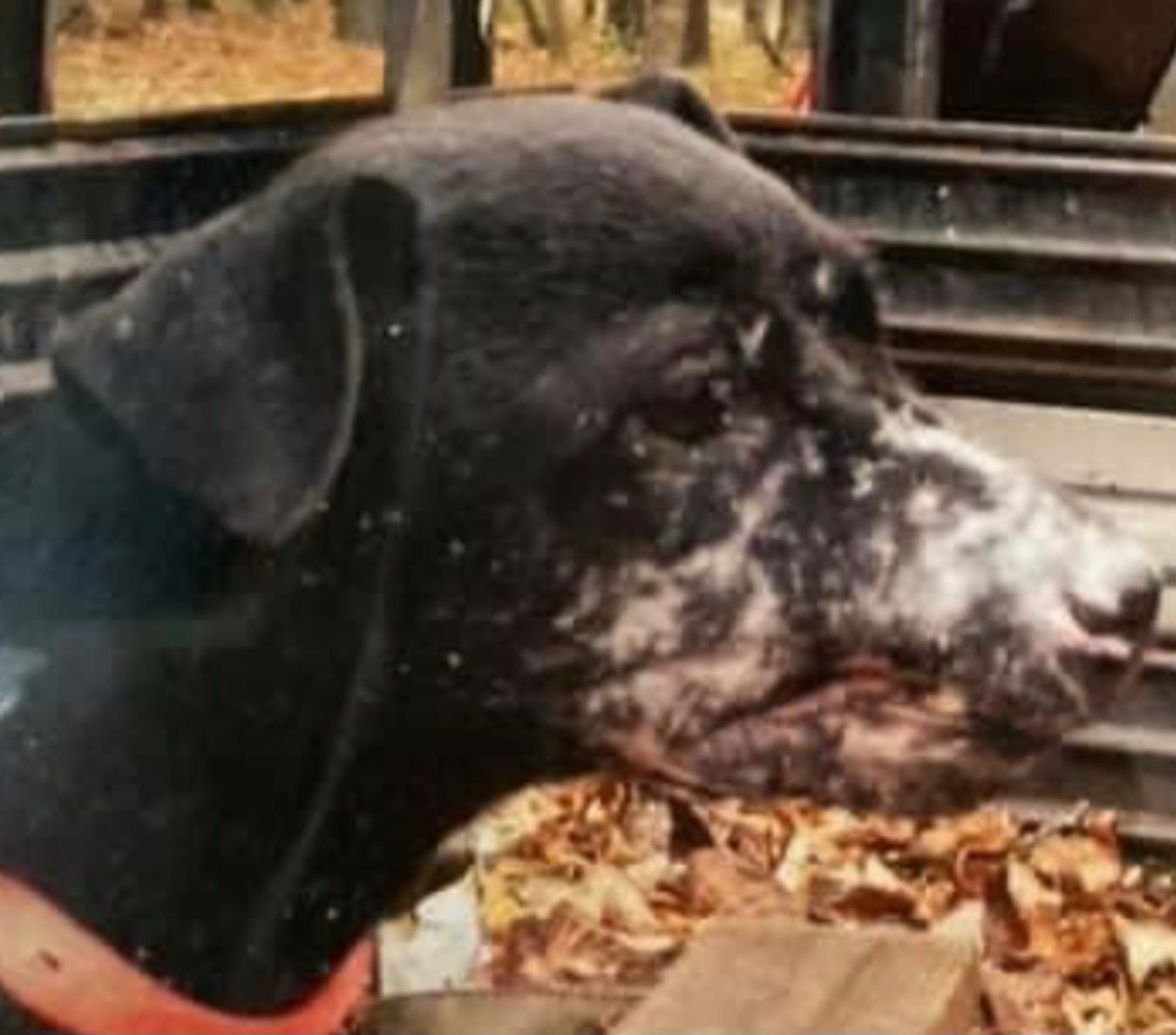 Photo of the dog