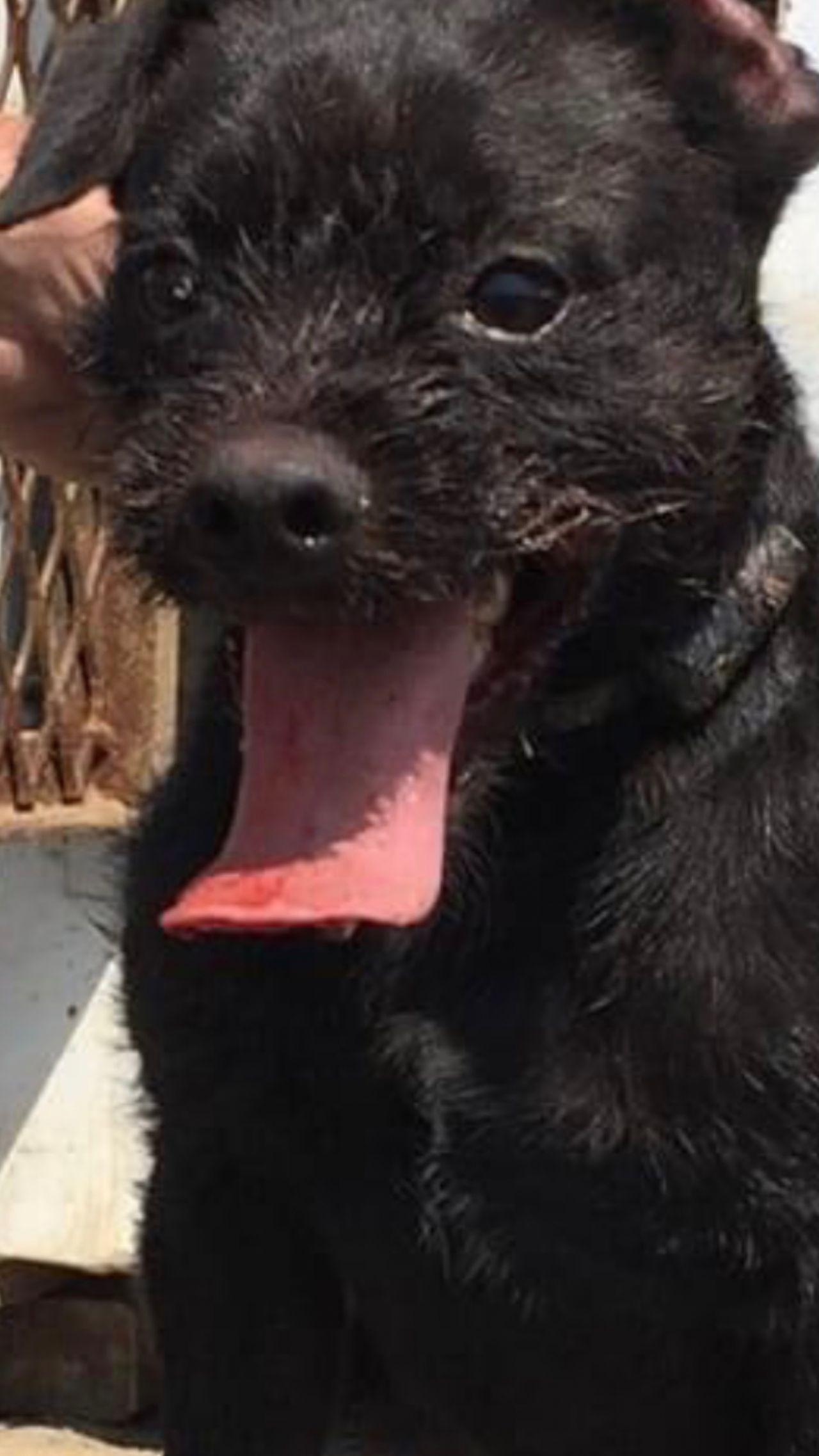 Photo of the dog