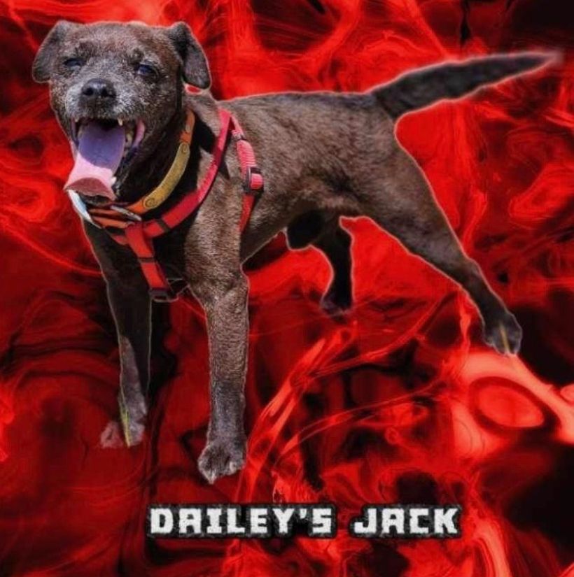 Photo of the dog