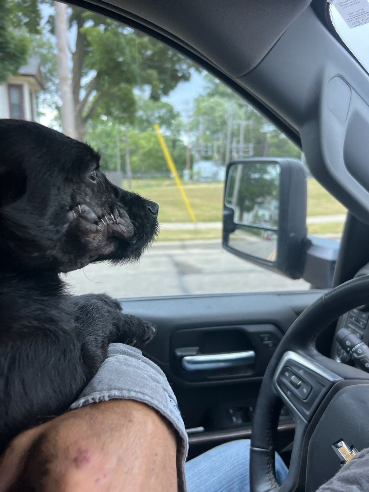 Photo of the dog