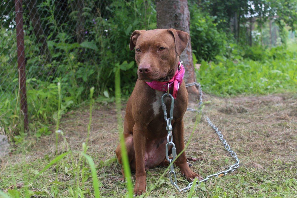 Photo of the dog