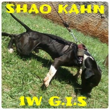 Photo of the dog