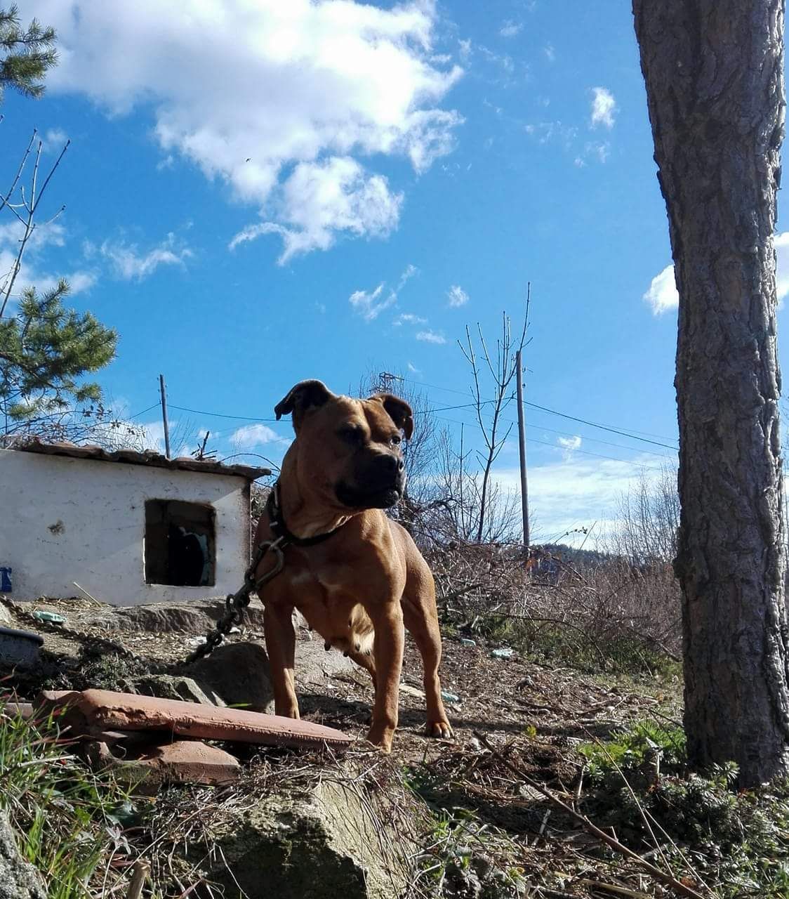 Photo of the dog