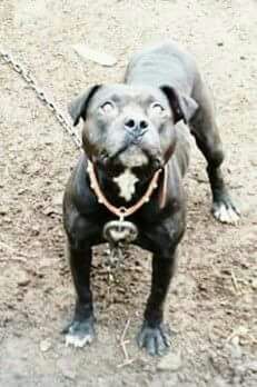 Photo of the dog