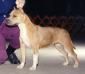 Photo of the dog