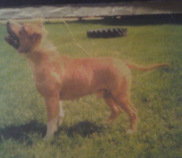 Photo of the dog