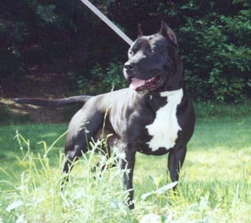 Photo of the dog