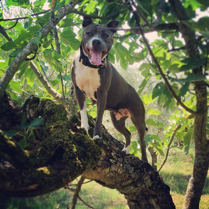 Photo of the dog