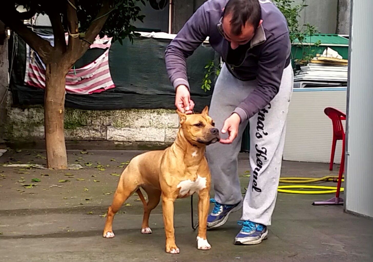 Photo of the dog
